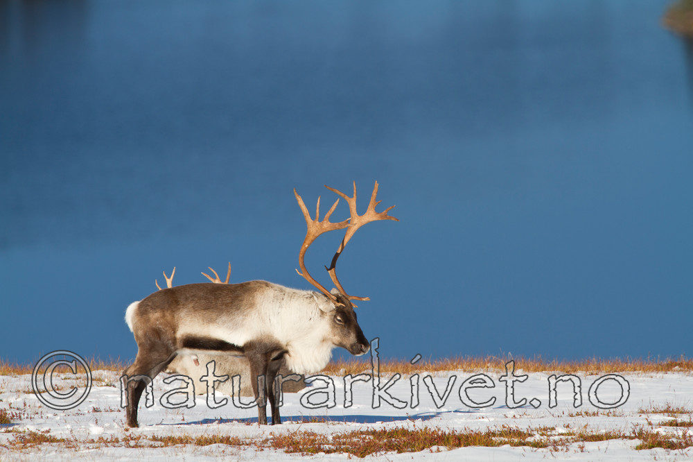 KA_100926_7961 / Rangifer tarandus / Rein
