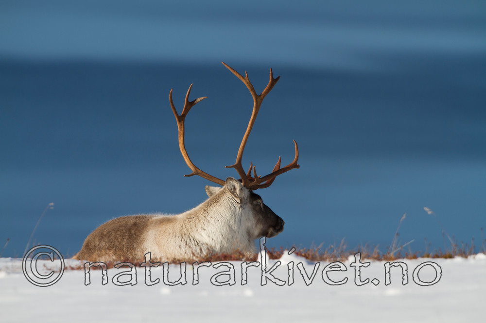 KA_100926_7974 / Rangifer tarandus / Rein