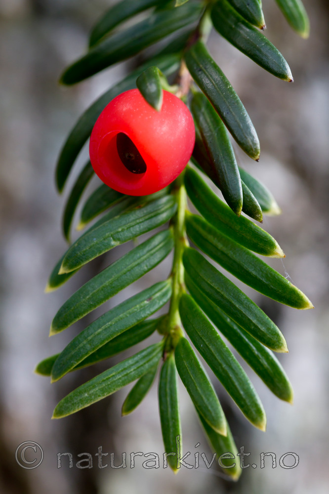 KA_100930_6205 / Taxus baccata / Barlind