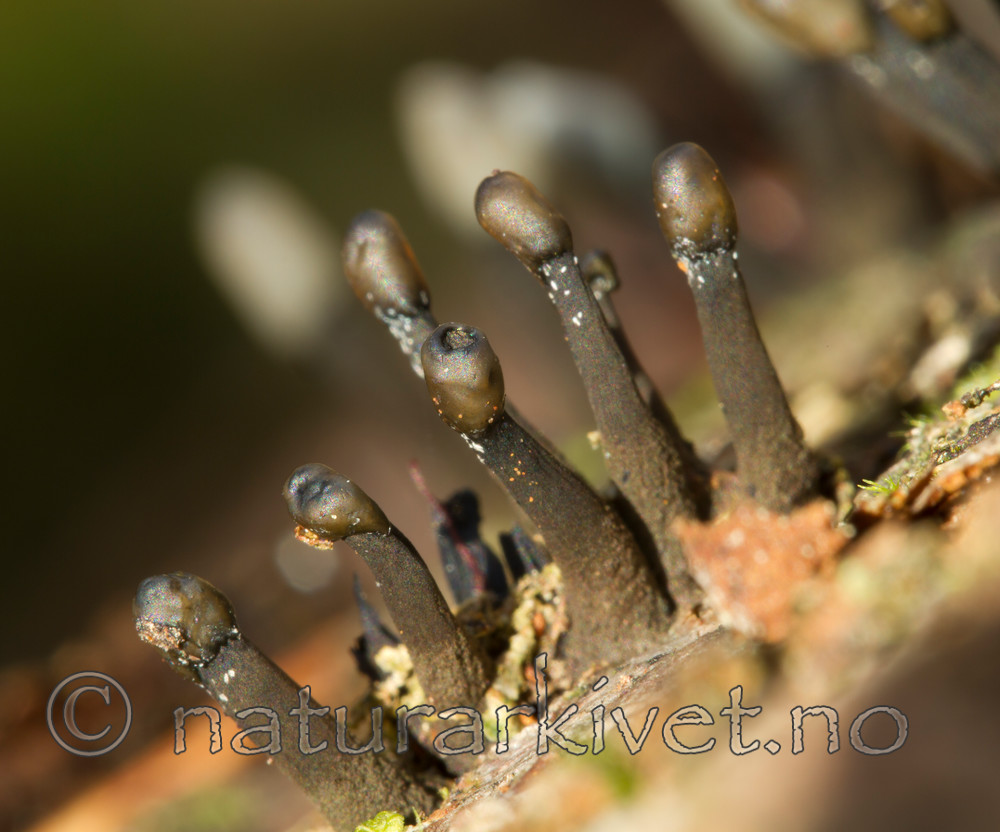 KA_101014_6980 / Holwaya mucida / Svart tvillingbeger