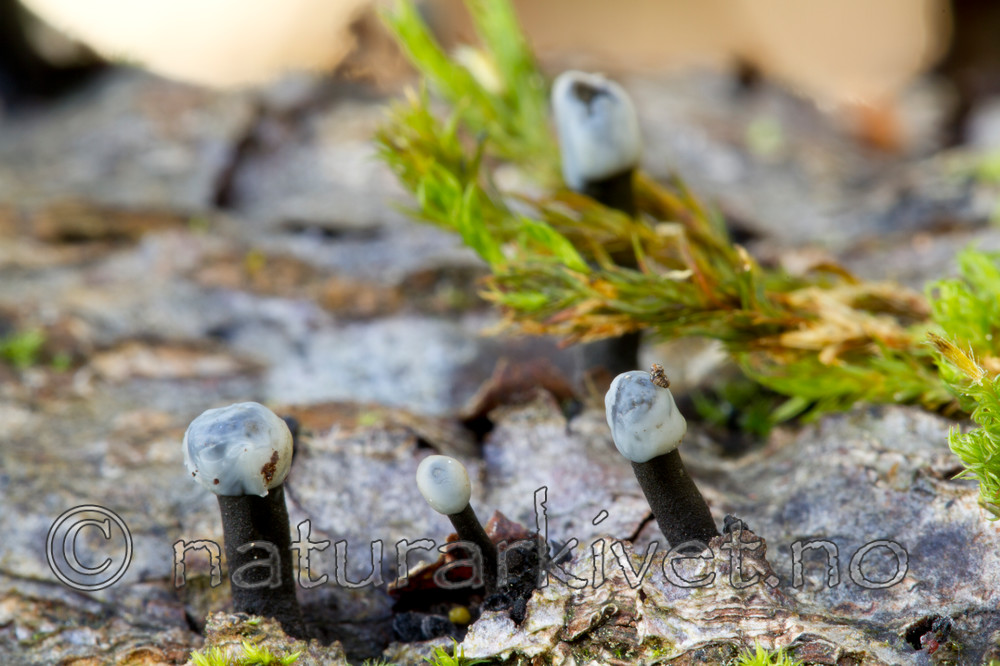 KA_101014_6981 / Holwaya mucida / Svart tvillingbeger