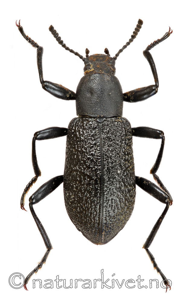 KA_110104_ceramboides_over / Upis ceramboides