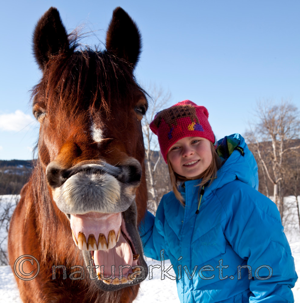 KA_110305_1118-2 / Equus caballus / Hest