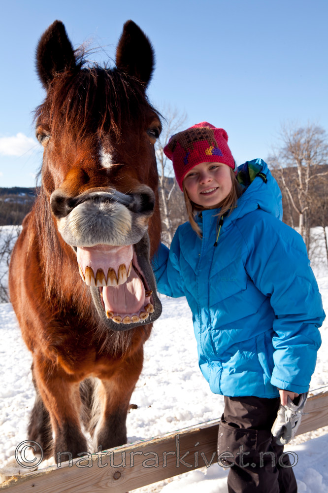 KA_110305_1118 / Equus caballus / Hest