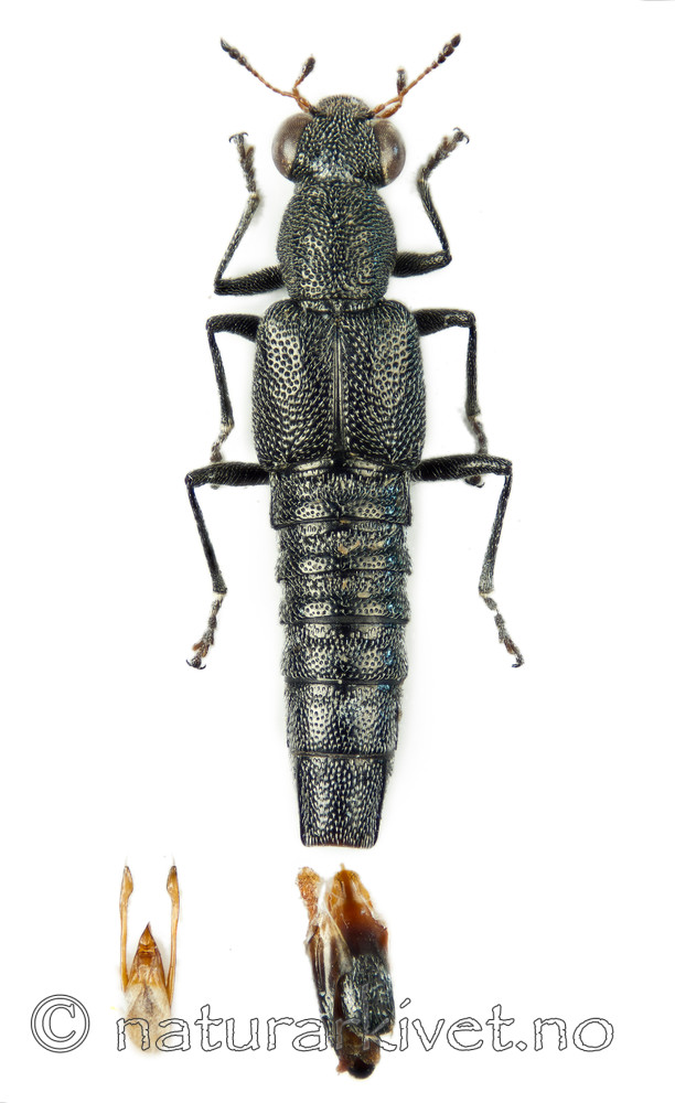 KA_110330_bohemicus / Stenus bohemicus