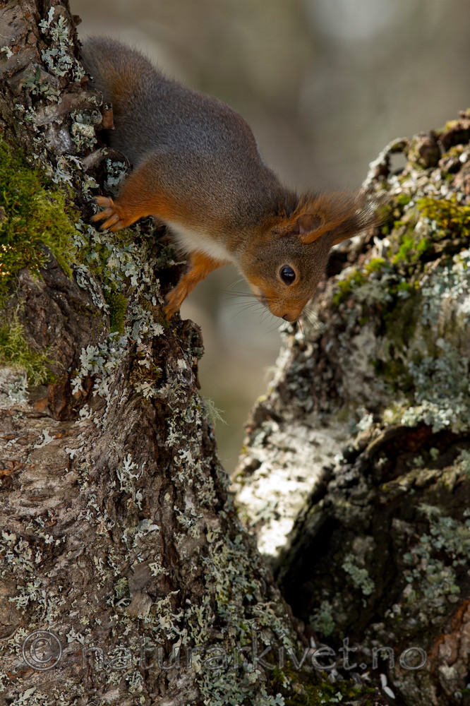 KA_110403_1305 / Sciurus vulgaris / Ekorn