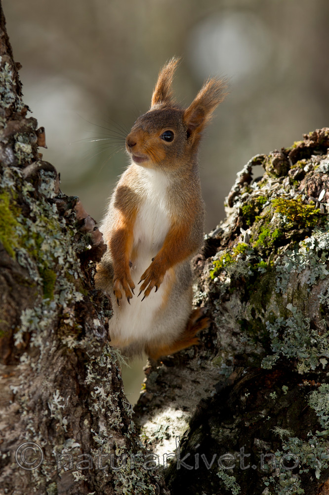 KA_110403_1306 / Sciurus vulgaris / Ekorn