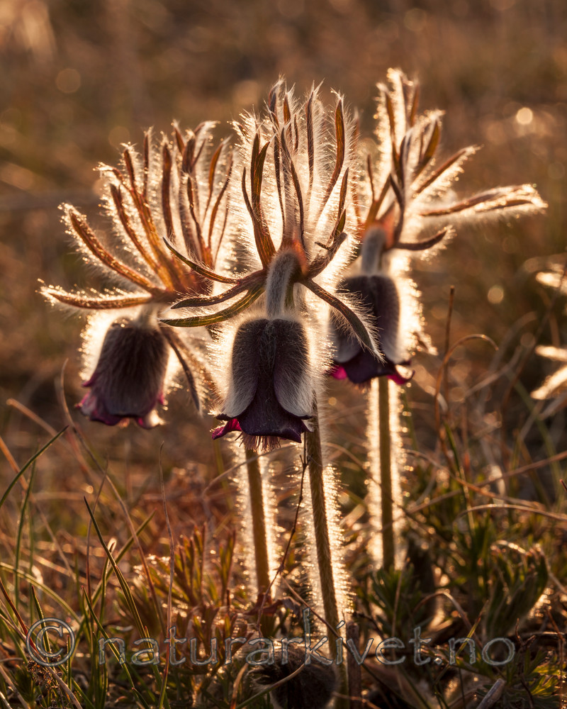 KA_110423_2185 / Pulsatilla pratensis / Kubjelle