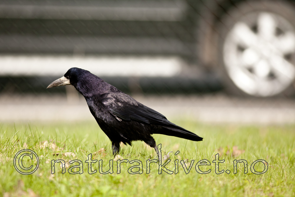 KA_110428_2244 / Corvus frugilegus / Kornkråke