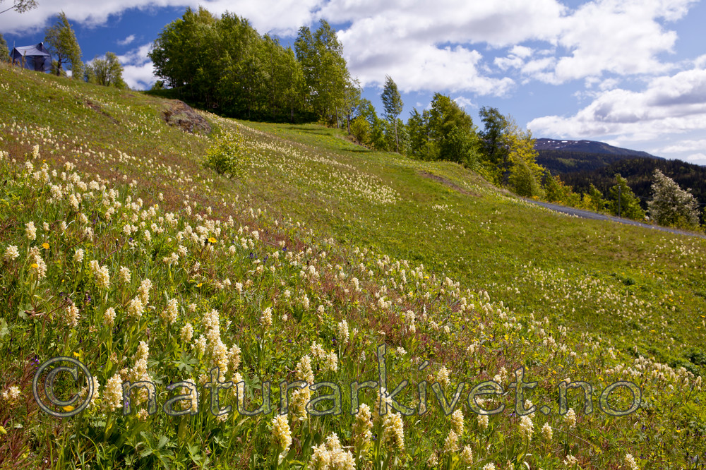 KA_110525_2712 / Dactylorhiza sambucina / Søstermarihand