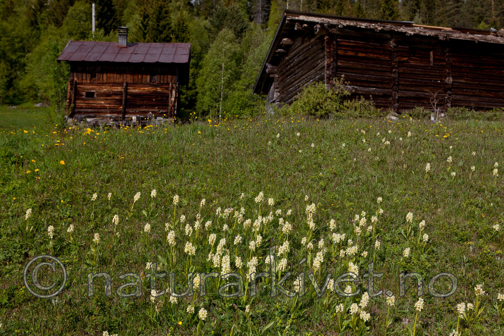 KA_110525_2729 / Dactylorhiza sambucina / Søstermarihand