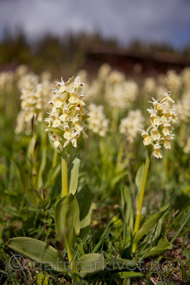 KA_110525_2739 / Dactylorhiza sambucina / Søstermarihand