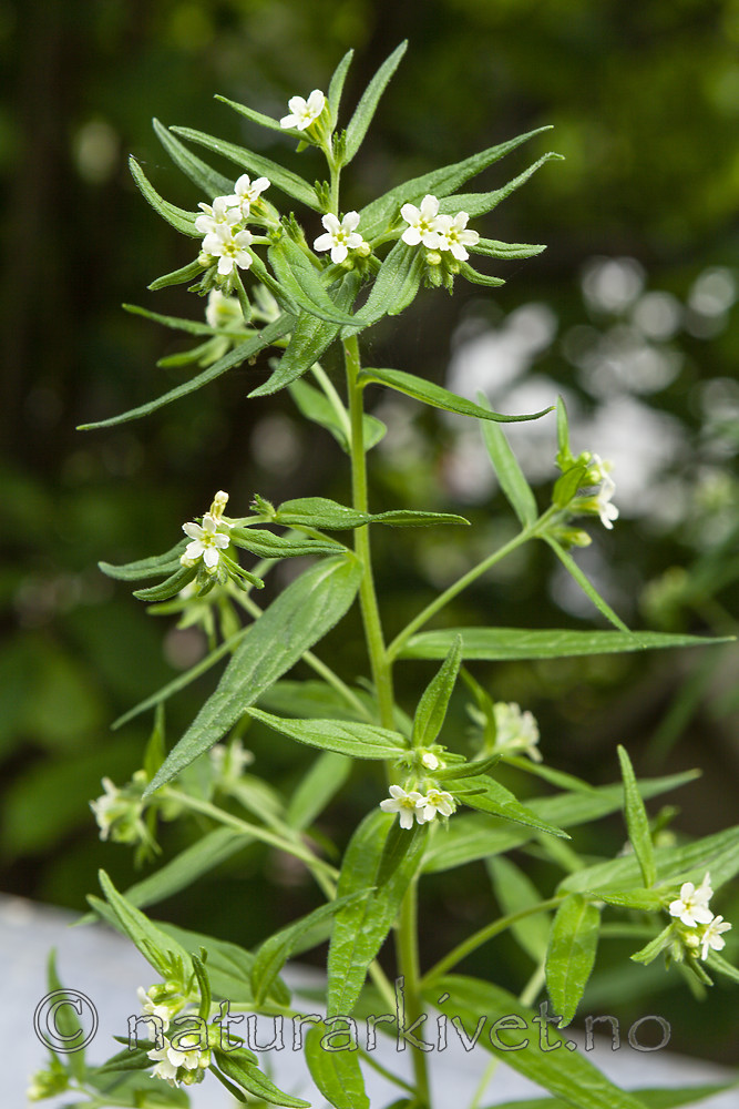 KA_110608_2904 / Lithospermum officinale / Legesteinfrø