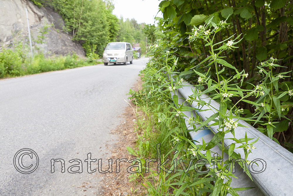 KA_110608_2907 / Lithospermum officinale / Legesteinfrø