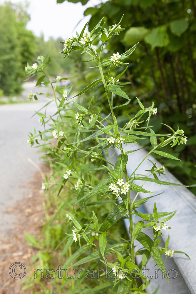 KA_110608_2908 / Lithospermum officinale / Legesteinfrø