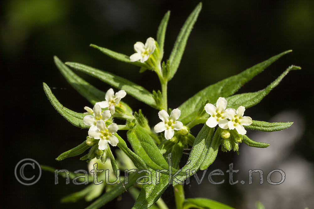 KA_110608_2909 / Lithospermum officinale / Legesteinfrø