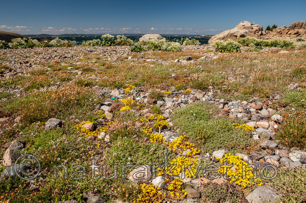 KA_110612_2915 / Sedum acre / Bitterbergknapp