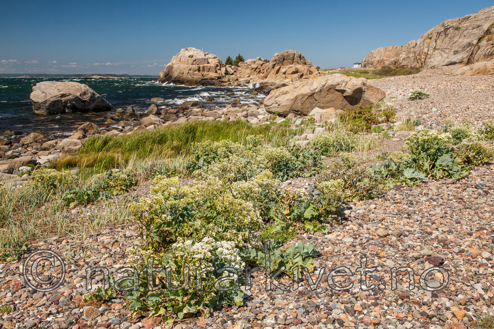 KA_110612_2917 / Crambe maritima / Strandkål