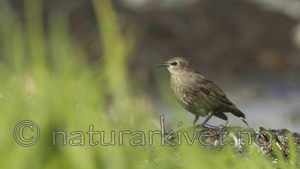 KA_110612_2964 / Sturnus vulgaris / Stær