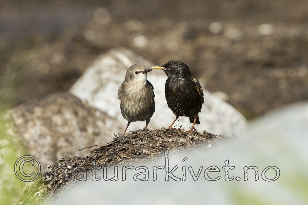 KA_110612_2977 / Sturnus vulgaris / Stær