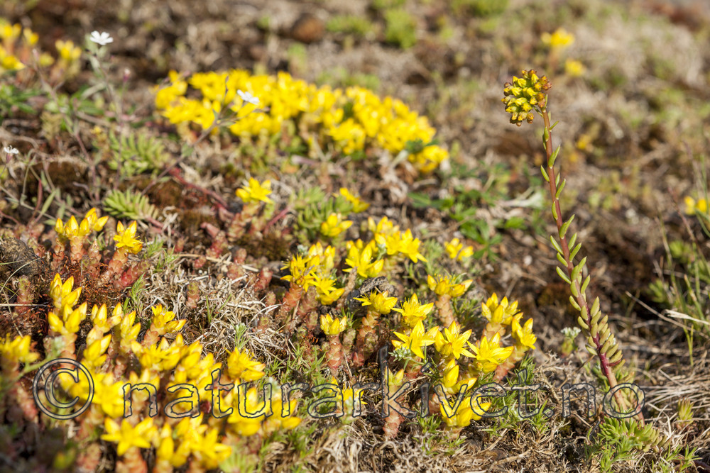 KA_110614_1583 / Sedum acre / Bitterbergknapp <br /> Sedum rupestre / Broddbergknapp