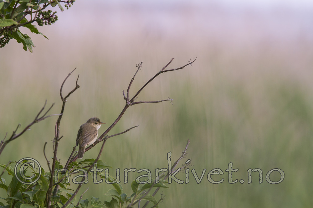 KA_110615_3672 / Acrocephalus palustris / Myrsanger