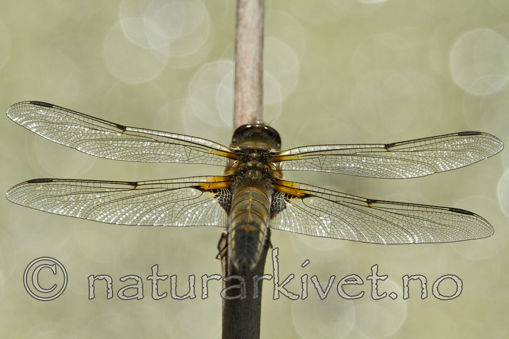 KA_110616_3800 / Libellula quadrimaculata / Firflekklibelle