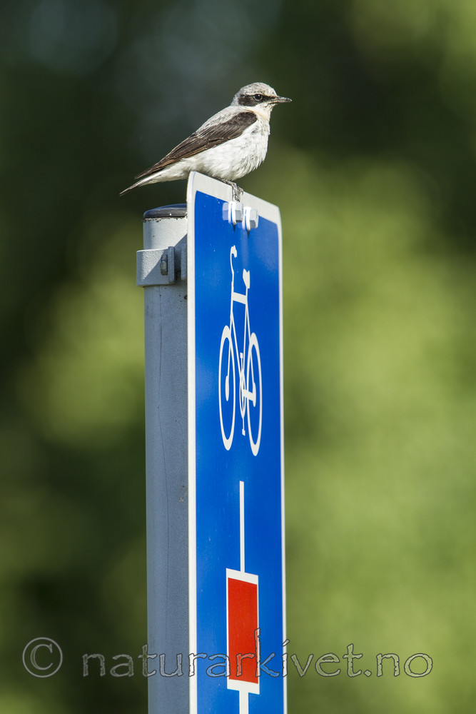 KA_110625_4304 / Oenanthe oenanthe / Steinskvett