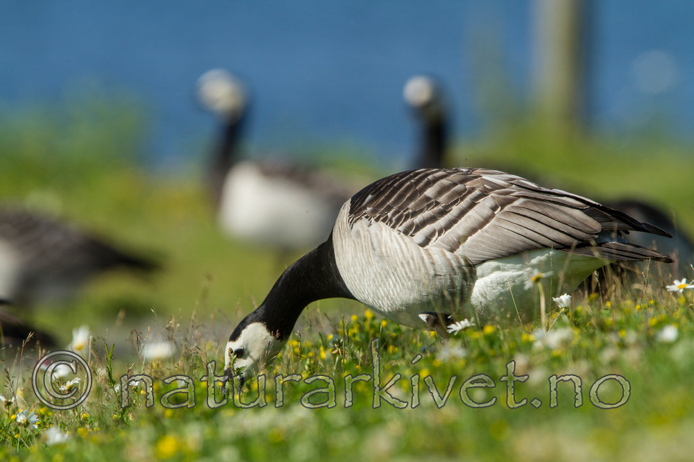 KA_110625_4315 / Branta leucopsis / Hvitkinngås