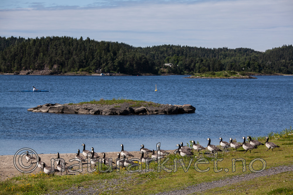 KA_110625_4321 / Branta leucopsis / Hvitkinngås