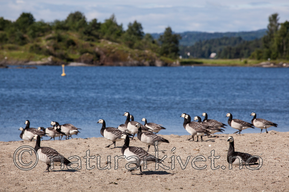 KA_110625_4323 / Branta leucopsis / Hvitkinngås