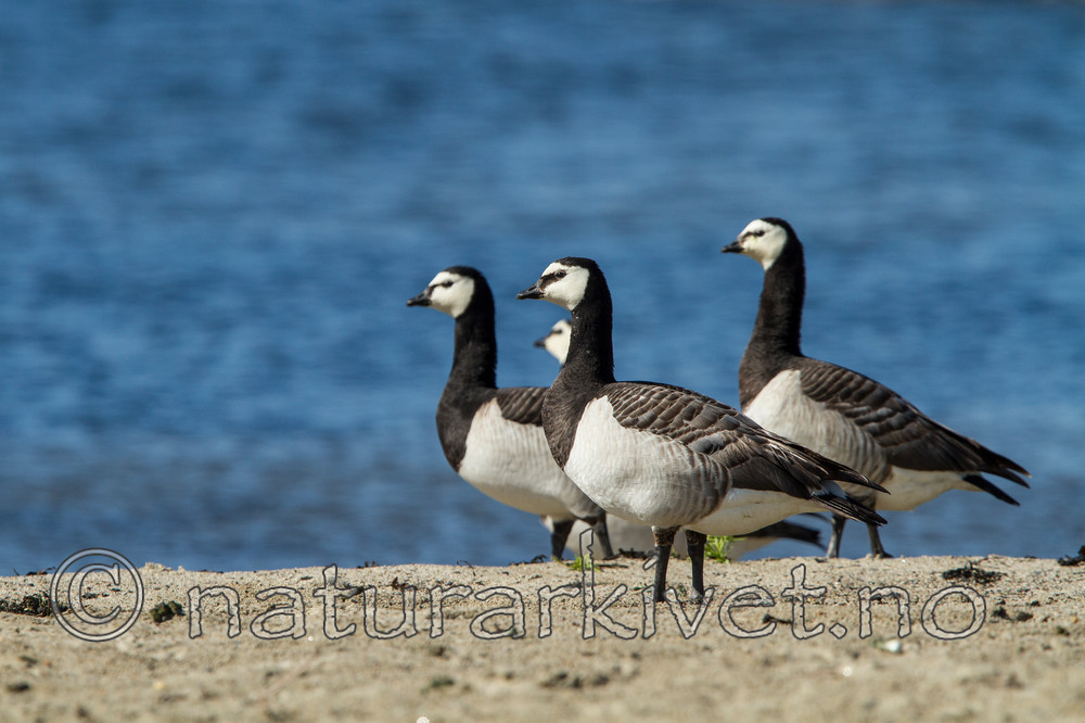 KA_110625_4324 / Branta leucopsis / Hvitkinngås