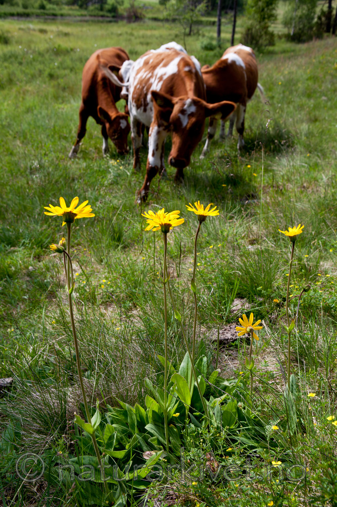 KA_110628_1799 / Arnica montana / Solblom <br /> Bos taurus / Storfe
