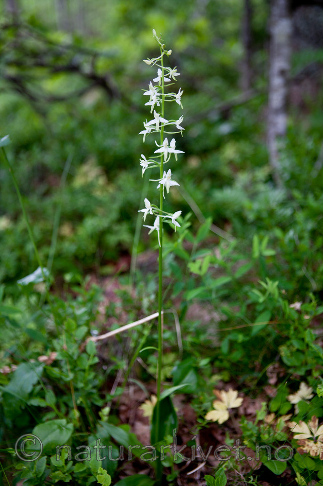 KA_110628_1824 / Platanthera bifolia / Nattfiol