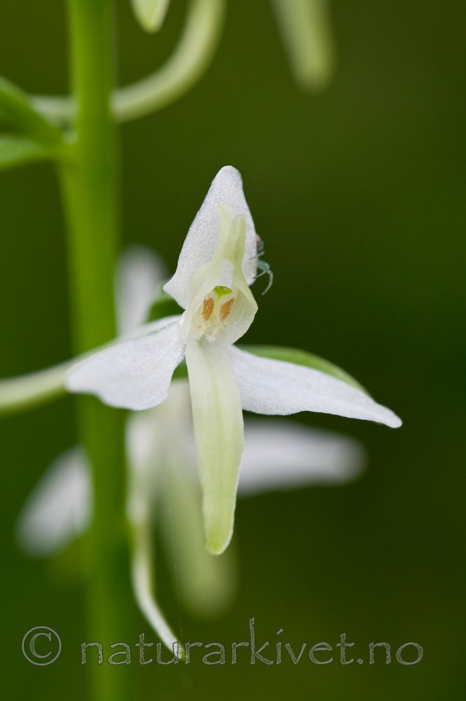 KA_110628_1826 / Platanthera bifolia / Nattfiol