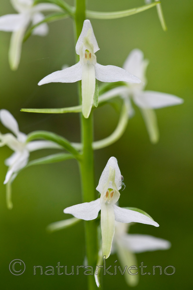 KA_110628_1827 / Platanthera bifolia / Nattfiol