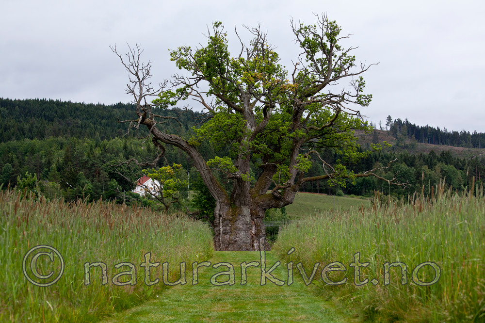 KA_110630_1919 / Quercus robur / Sommereik