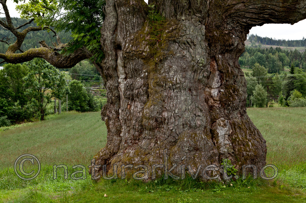 KA_110630_1922 / Quercus robur / Sommereik