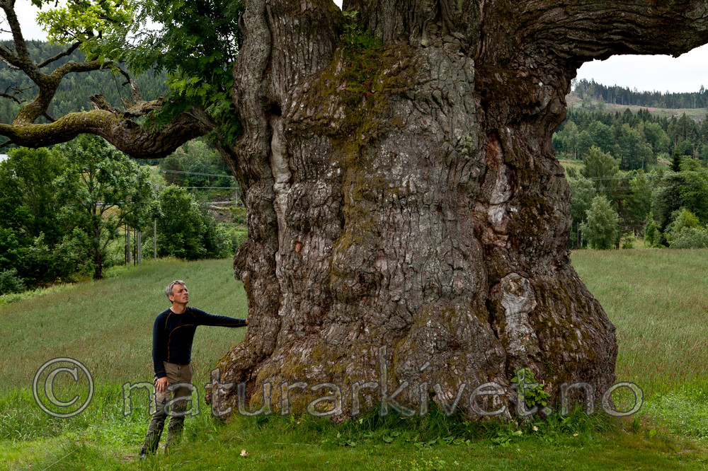 KA_110630_1923 / Quercus robur / Sommereik