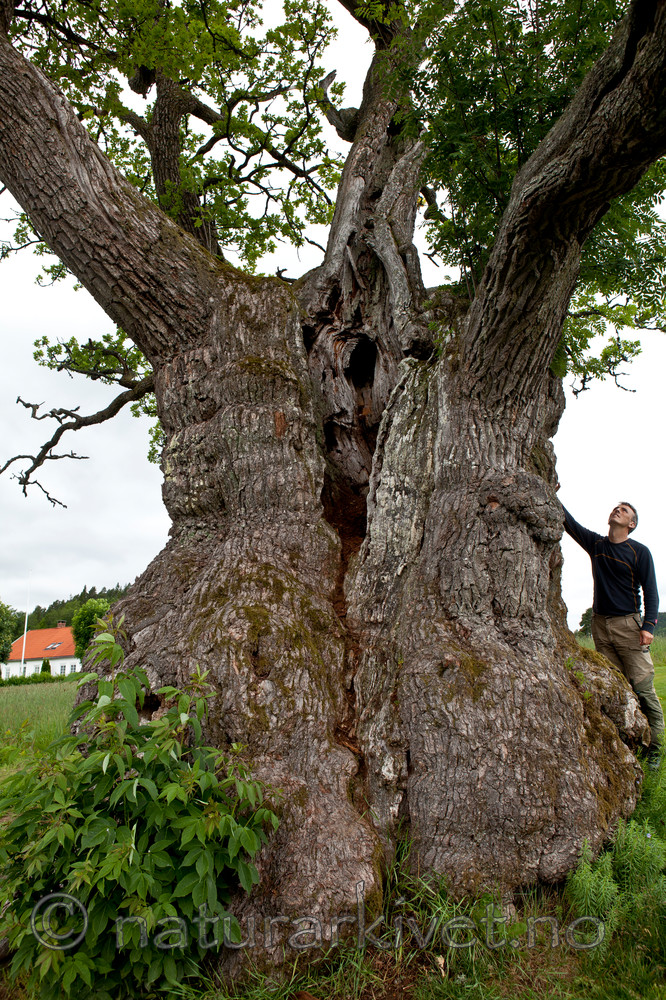 KA_110630_1930 / Quercus robur / Sommereik