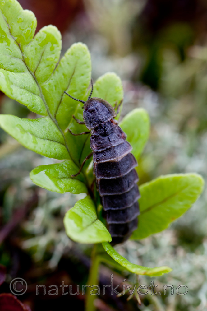 KA_110715_4532 / Lampyris noctiluca / Sankthansorm