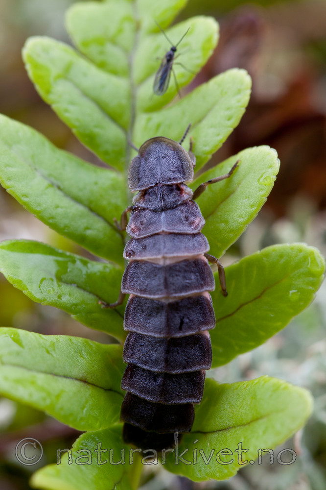 KA_110715_4534 / Lampyris noctiluca / Sankthansorm