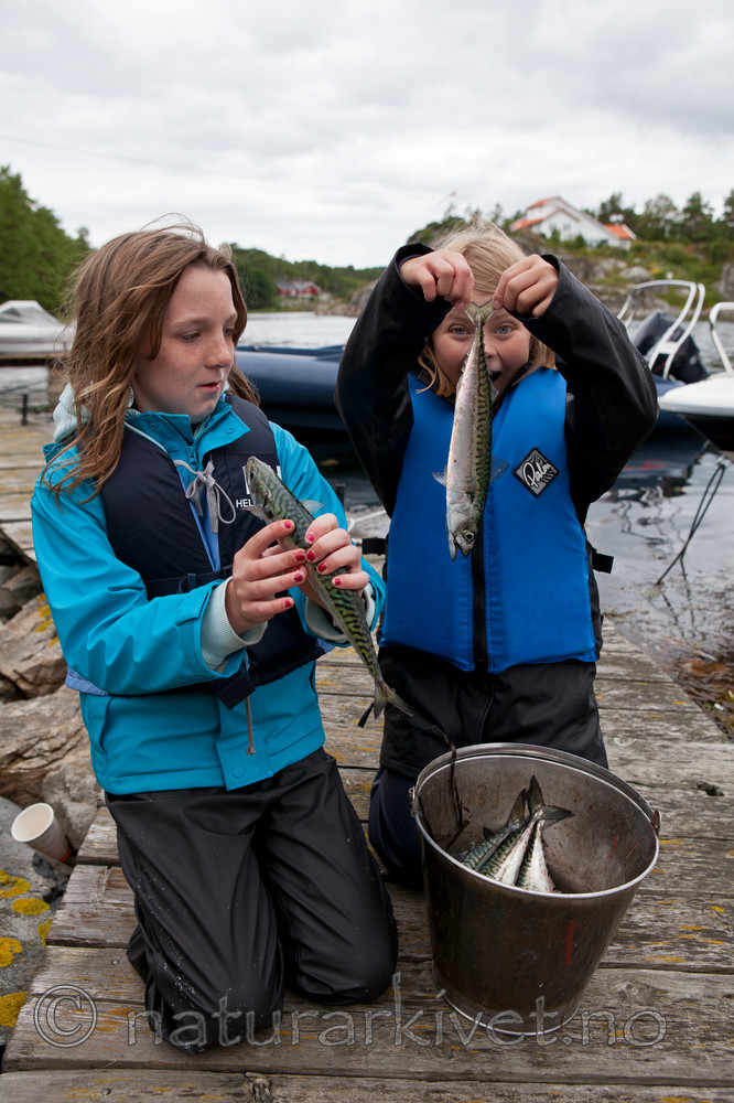 KA_110715_4539 / Scomber scombrus / Makrell