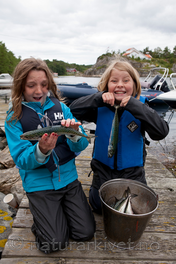 KA_110715_4541 / Scomber scombrus / Makrell