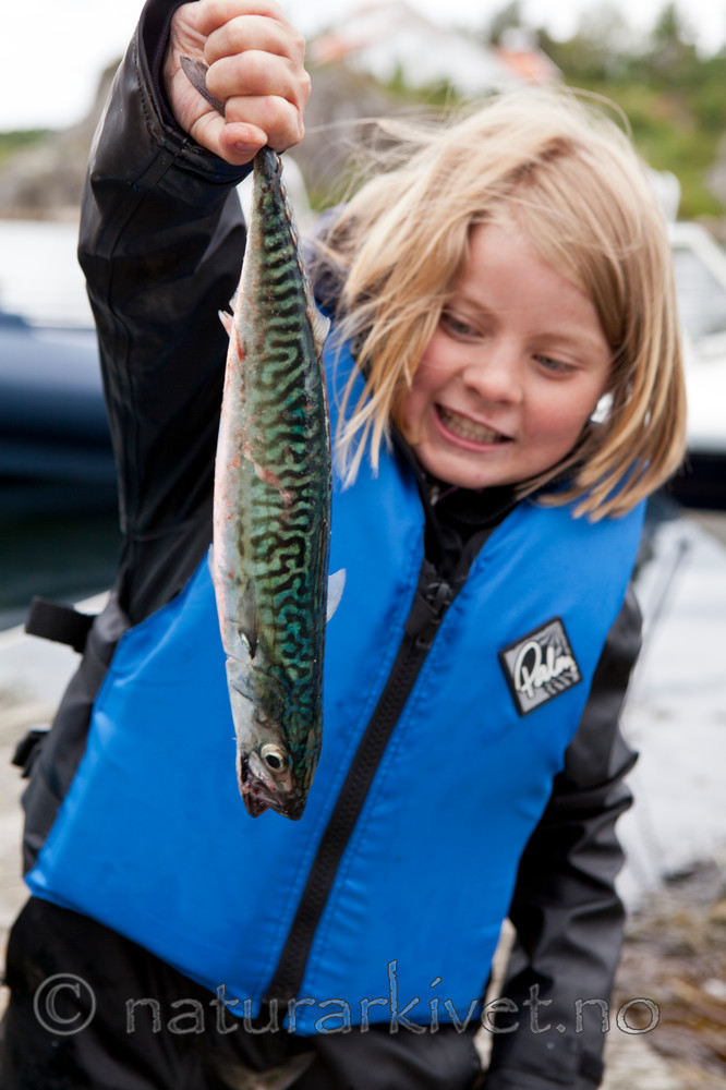 KA_110715_4547 / Scomber scombrus / Makrell