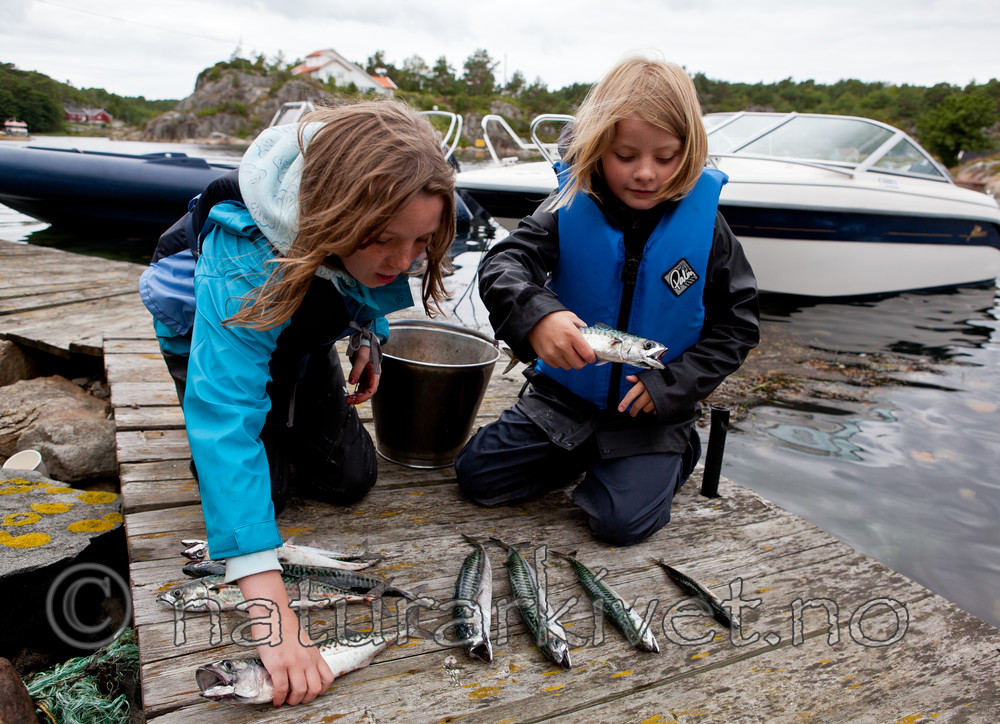 KA_110715_4555 / Scomber scombrus / Makrell