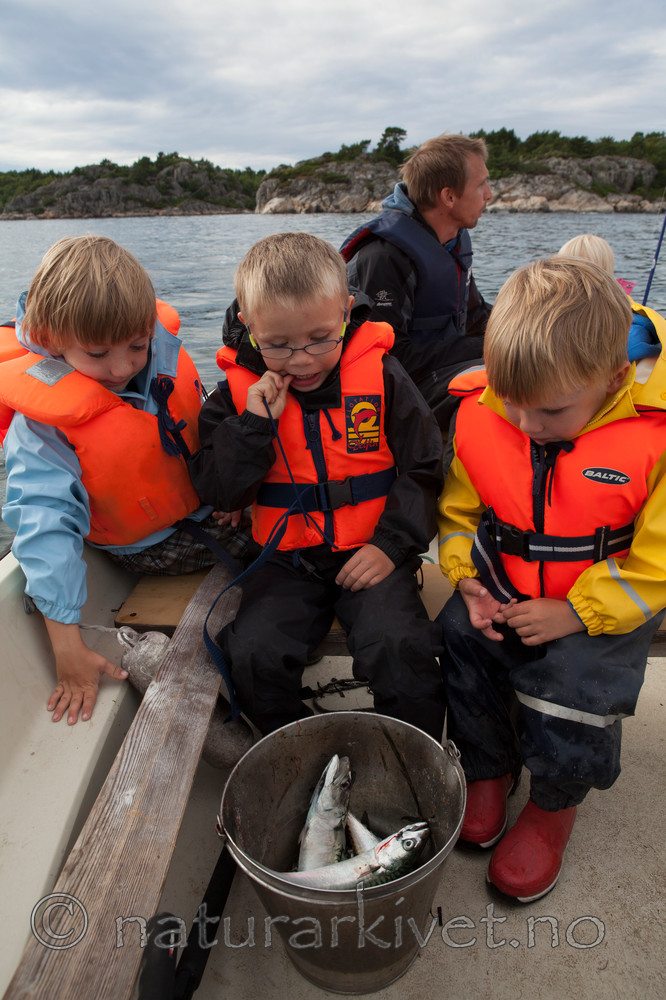 KA_110715_4577 / Scomber scombrus / Makrell