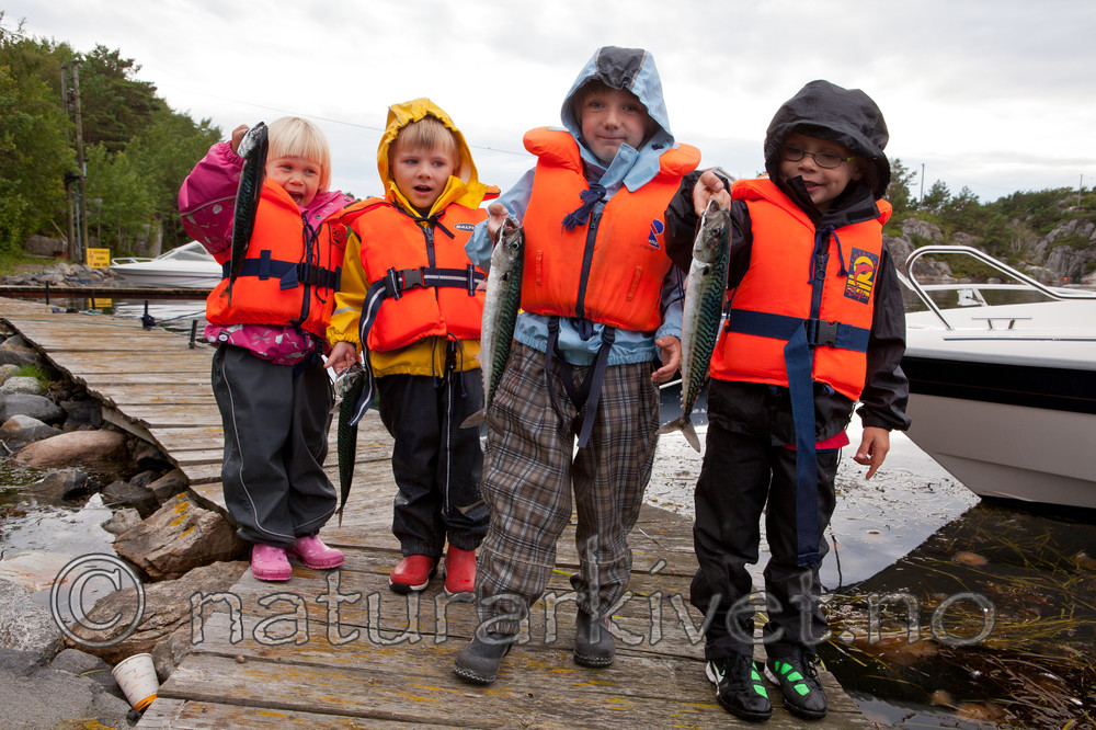 KA_110715_4584 / Scomber scombrus / Makrell