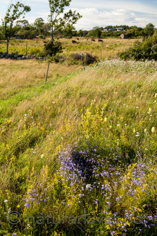 KA_110726_7566 / Campanula rotundifolia / Blåklokke <br /> Galium verum / Gulmaure