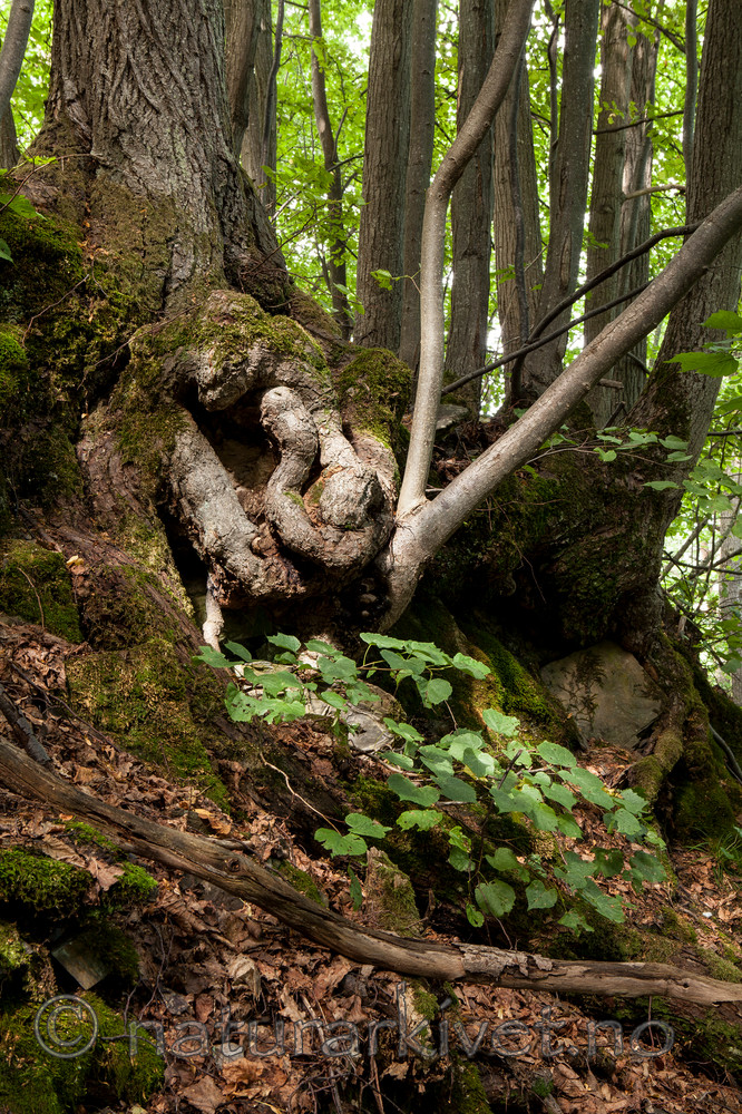 KA_110811_3776 / Tilia cordata / Lind